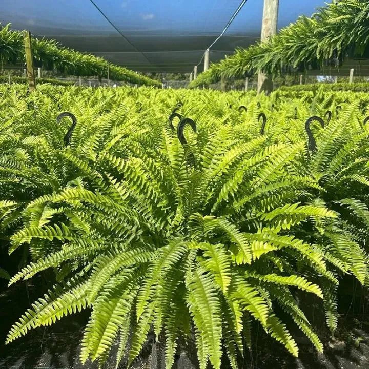 🔥49% Sale Only Today-Realistic Faux Greenery for Porch, Patio & Home – UV Resistant, Zero Maintenance