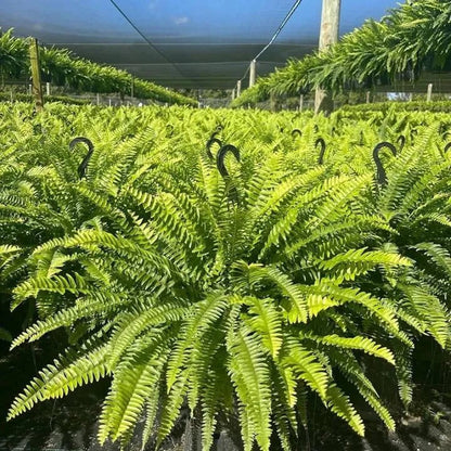 🔥49% Sale Only Today-Realistic Faux Greenery for Porch, Patio & Home – UV Resistant, Zero Maintenance